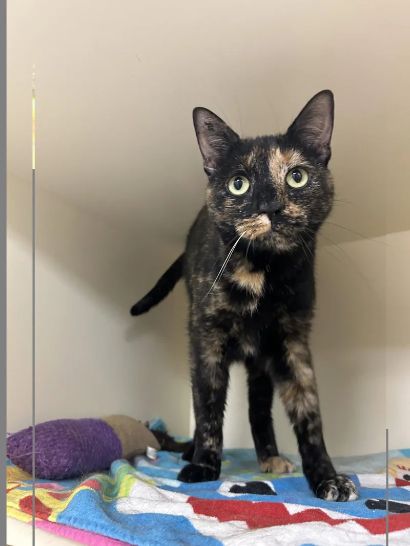 An adult medium-sized female Domestic Short Hair cat named Potato for adoption in Lancaster, PA