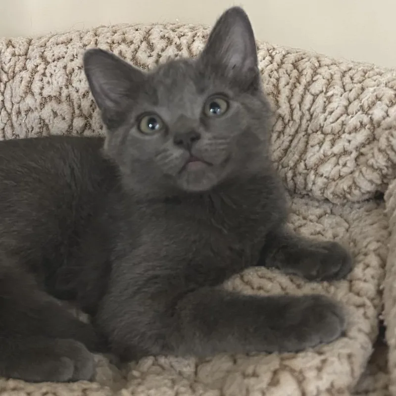 A baby small-sized female Gray / Blue / Silver Domestic Short Hair cat named B Abby Roswell for adoption in Denver, CO