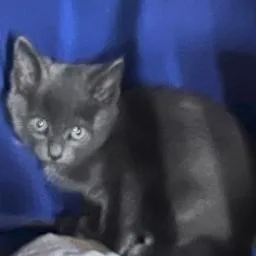 B Abby Roswell thumbnail 2