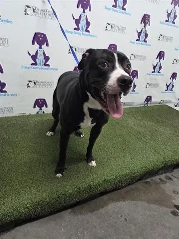Mojo