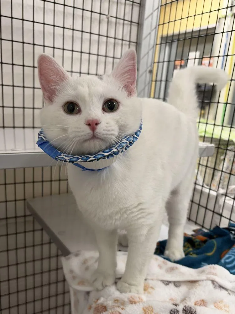 A young small-sized female White Domestic Short Hair cat named Bianca for adoption in Alexandria, VA