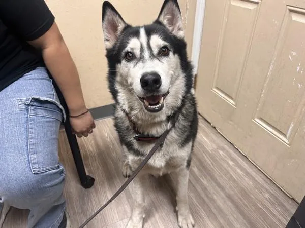 An adult large-sized male Siberian Husky dog named Odin for adoption in Oceanside, CA