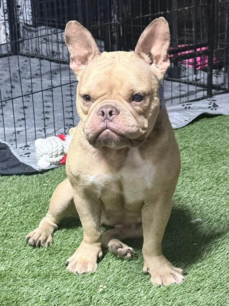 A young small-sized female Bulldog dog named Xena for adoption in Lutz, FL