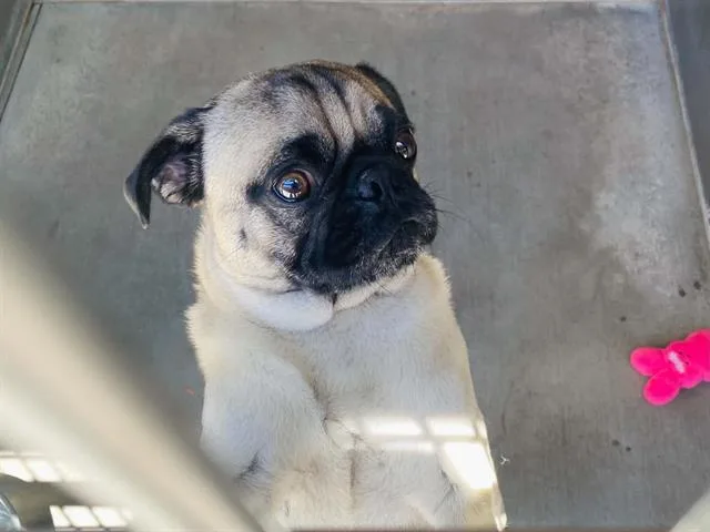 An adult medium-sized male Pug dog named Gabriel for adoption in Tustin, CA