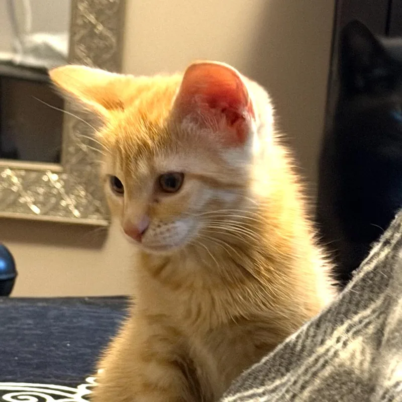 A baby small-sized female Orange / Red Domestic Short Hair cat named Growlithe Rinaldi for adoption in Merrifield, VA
