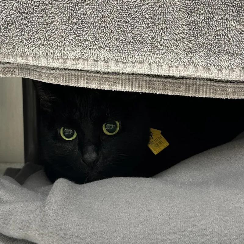 An adult small-sized female Black Domestic Short Hair cat named Pumpkin for adoption in Springfield, MA