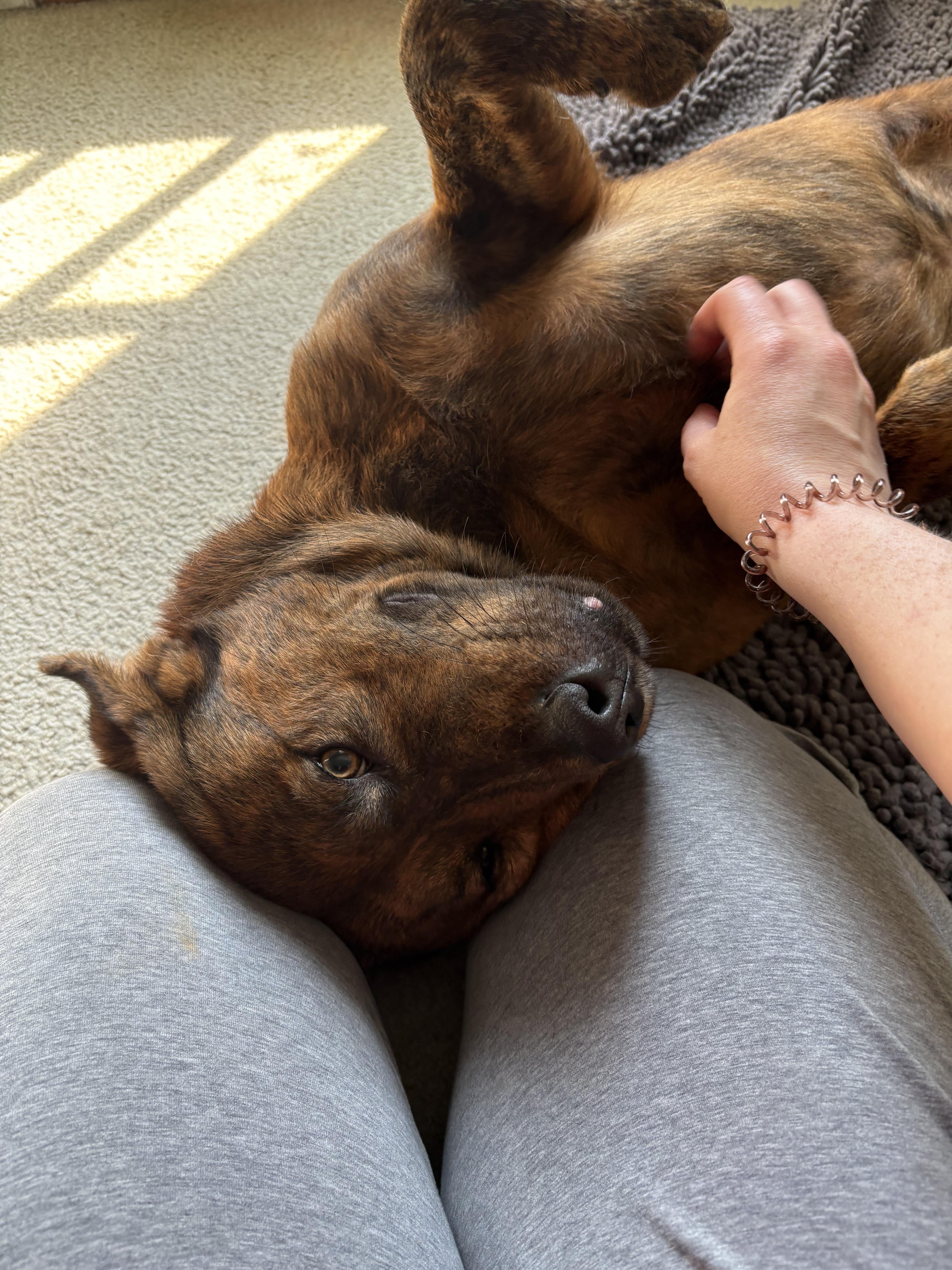 An adult large-sized male German Shepherd Dog dog named Echo for adoption in polkton, NC