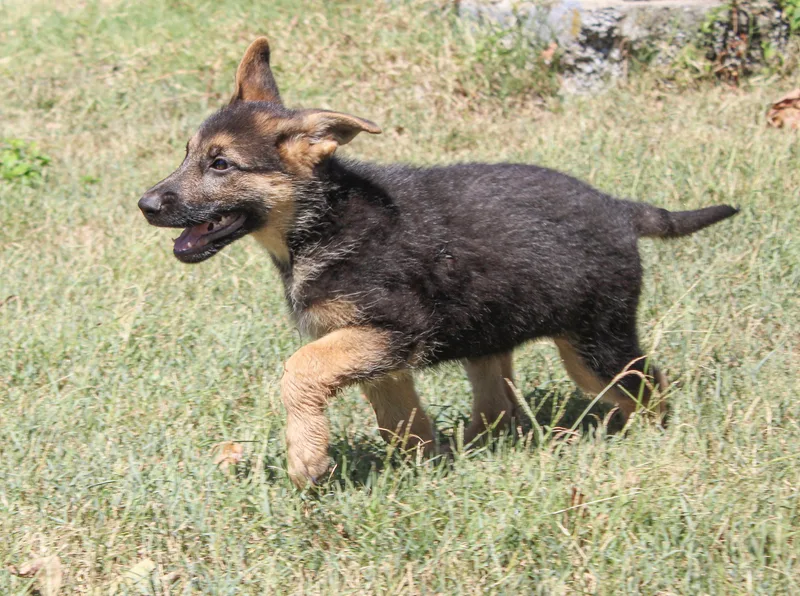 Greta