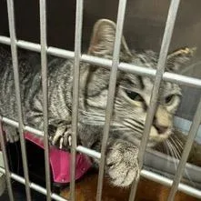 A young medium-sized female Brown / Chocolate Domestic Short Hair cat named BCAS Tabbytha for adoption in Abingdon, MD