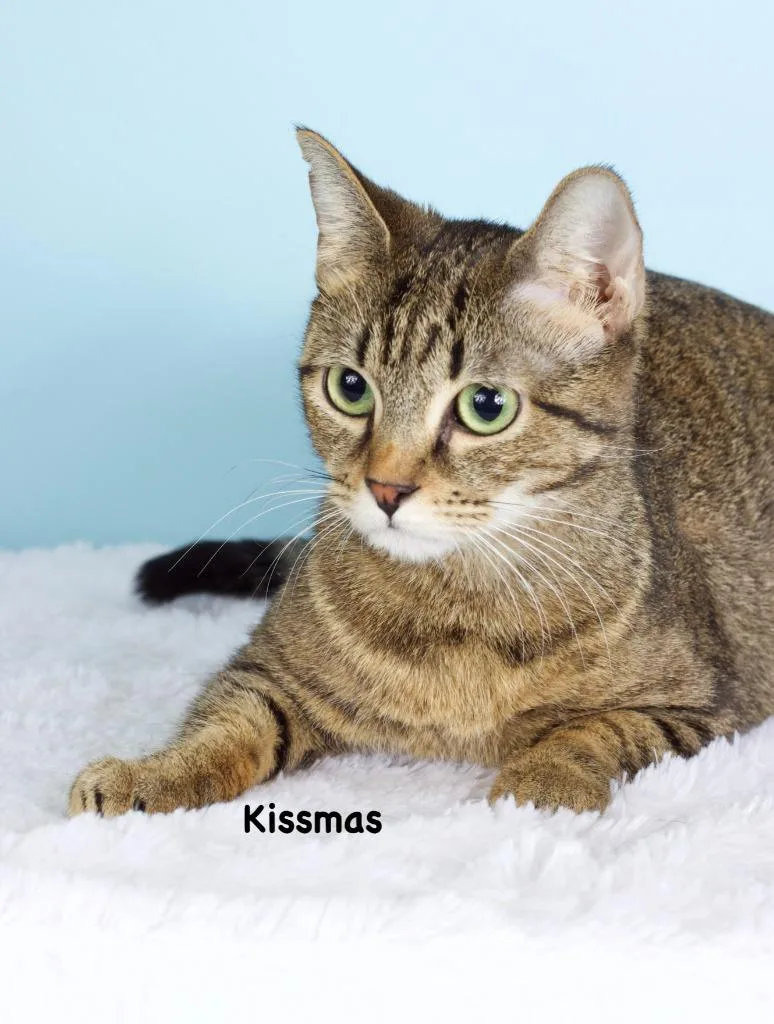 A young small-sized female Domestic Short Hair cat named Kissmas for adoption in Gilbert, AZ