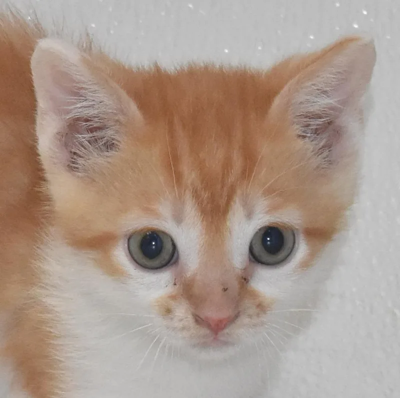 A baby large-sized male Domestic Short Hair cat named Cheddarbomb for adoption in Springfield, OH