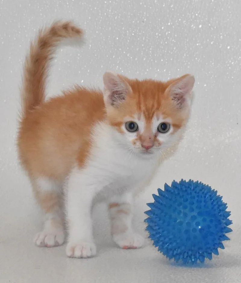 Cheddarbomb thumbnail 2