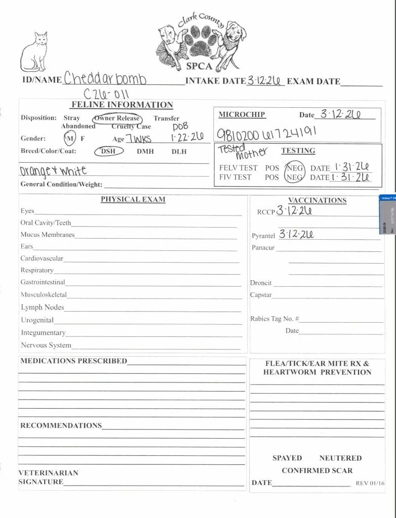 Cheddarbomb thumbnail 3