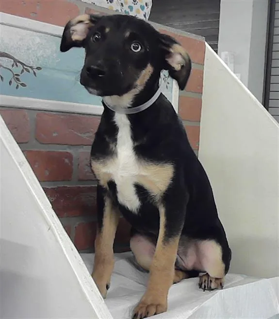 A baby small-sized male Labrador Retriever dog named Micah for adoption in Houston, TX