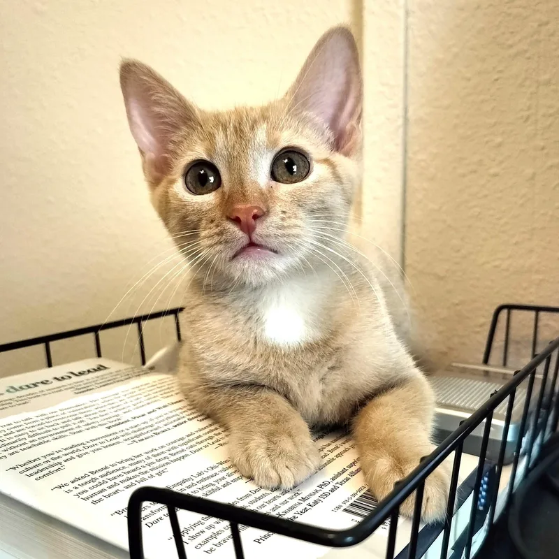 A baby medium-sized female Orange / Red Tabby cat named Thunder for adoption in Sedalia, MO