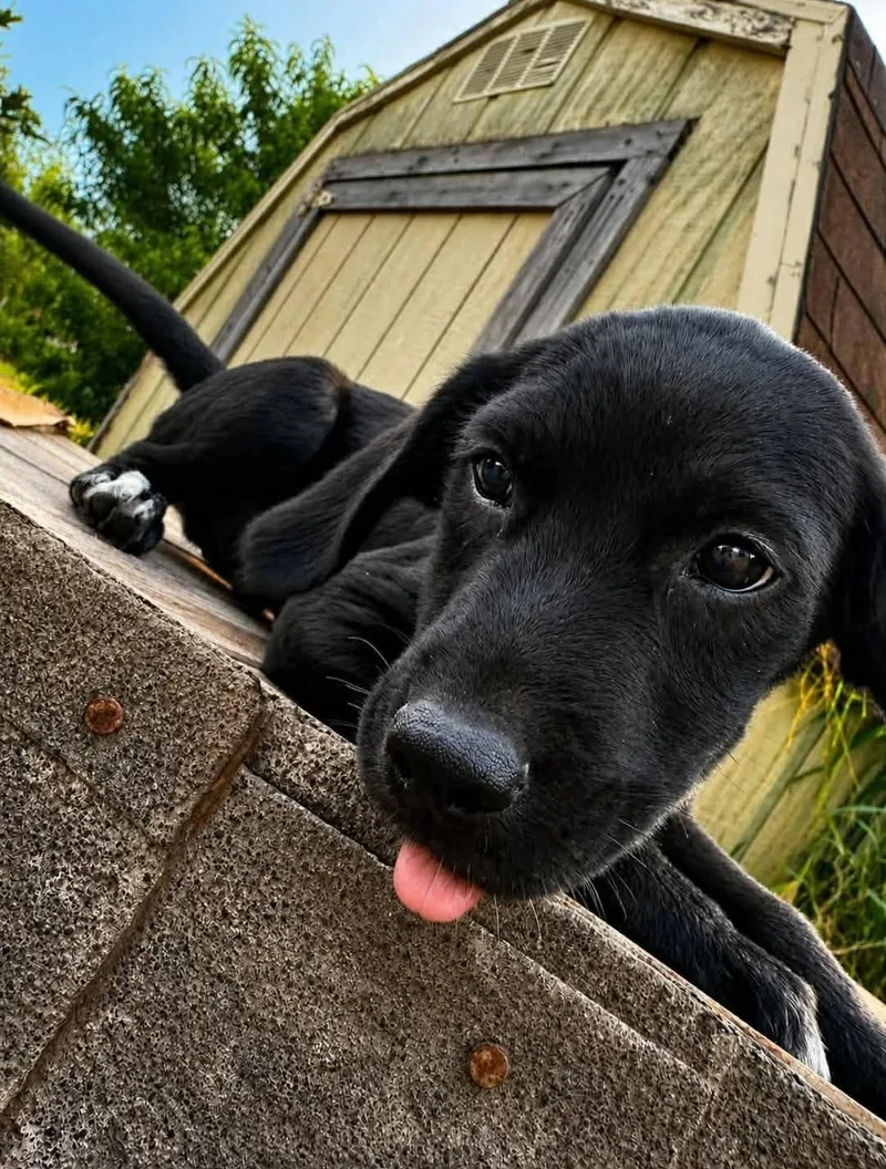 Coal