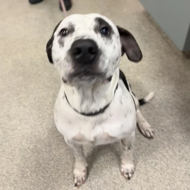 An adult large-sized male Yellow / Tan / Blond / Fawn Mixed Breed dog named Kilo for adoption in Jacksonville, FL