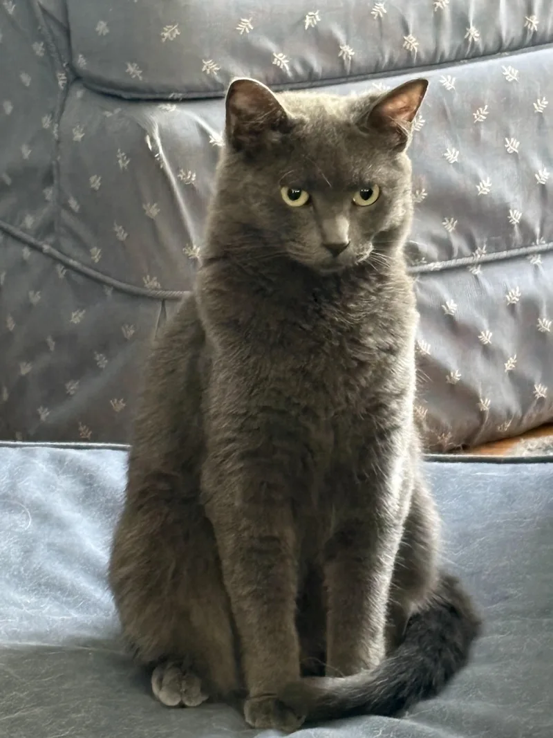 A young medium-sized female Gray / Blue / Silver Domestic Short Hair cat named Abigail for adoption in Wayne, NJ