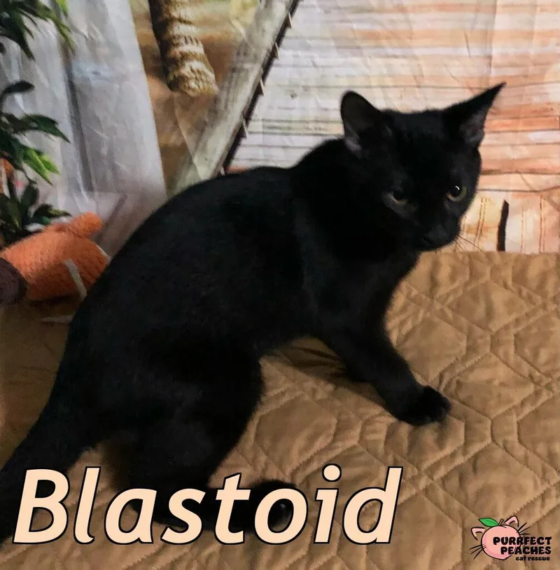 A baby medium-sized male Domestic Short Hair cat named Blastoid for adoption in Douglasville, GA