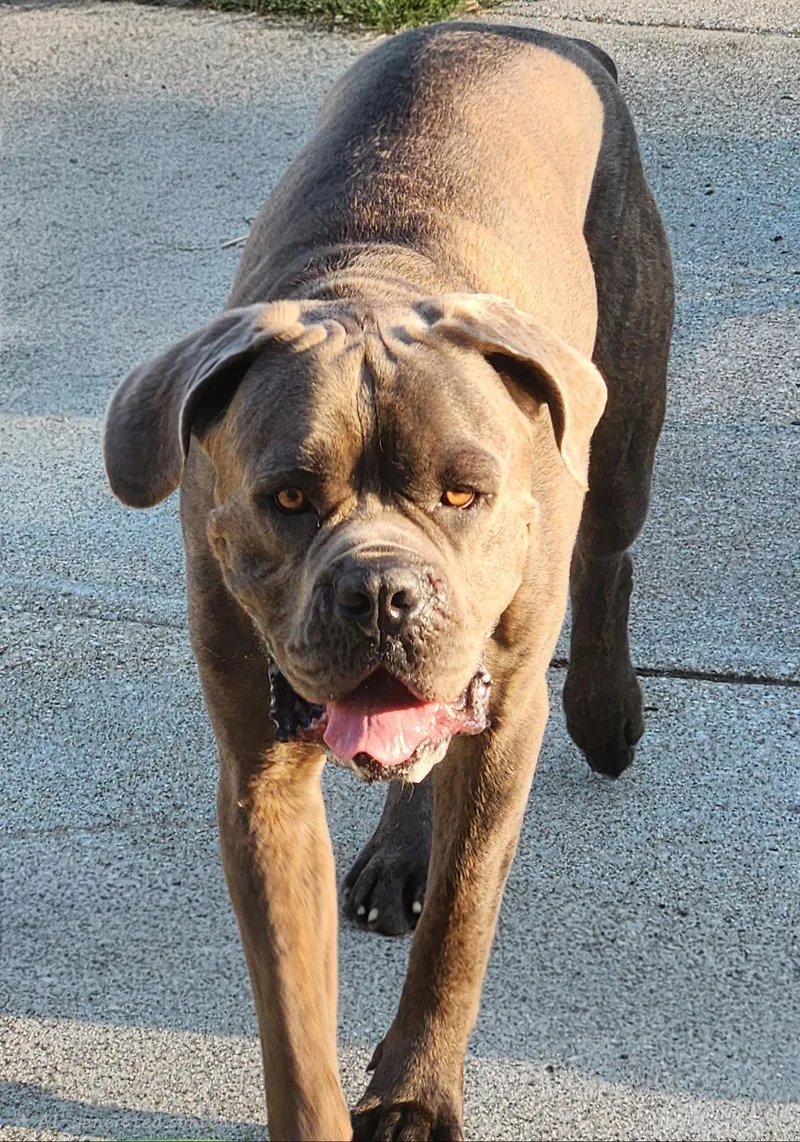 A young large-sized male Cane Corso dog named Roman for adoption in Belleville, MI