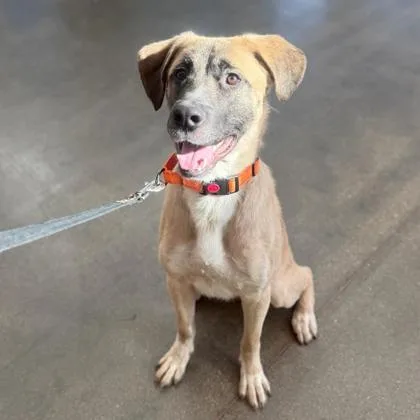 A young medium-sized male Mixed Breed dog named Roo for adoption in Janesville, WI