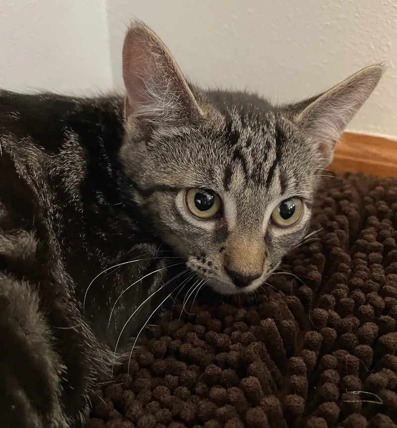 Moonlight thumbnail 2