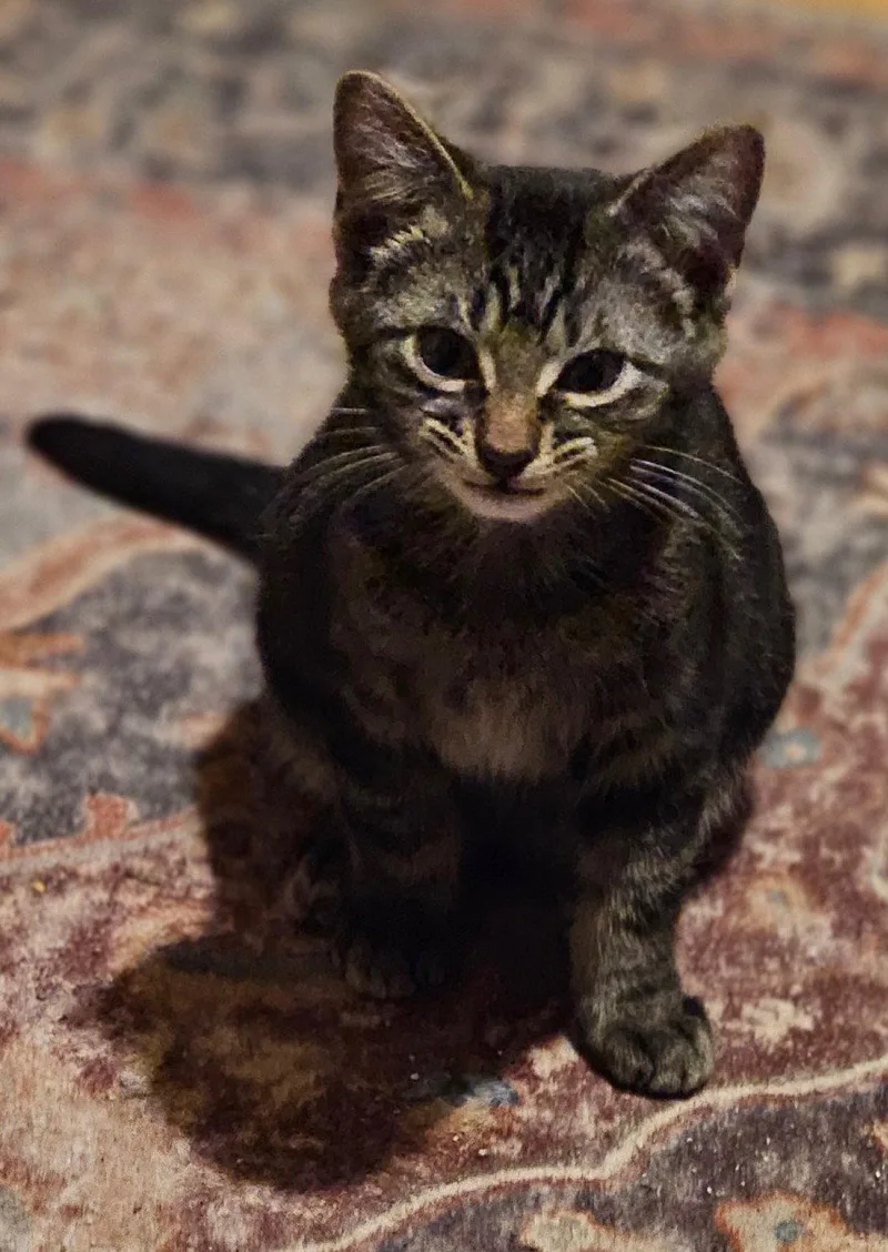 Moonlight thumbnail 3