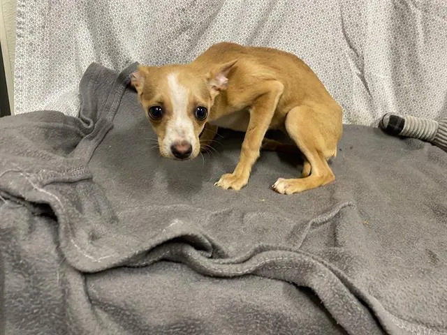 Freckles