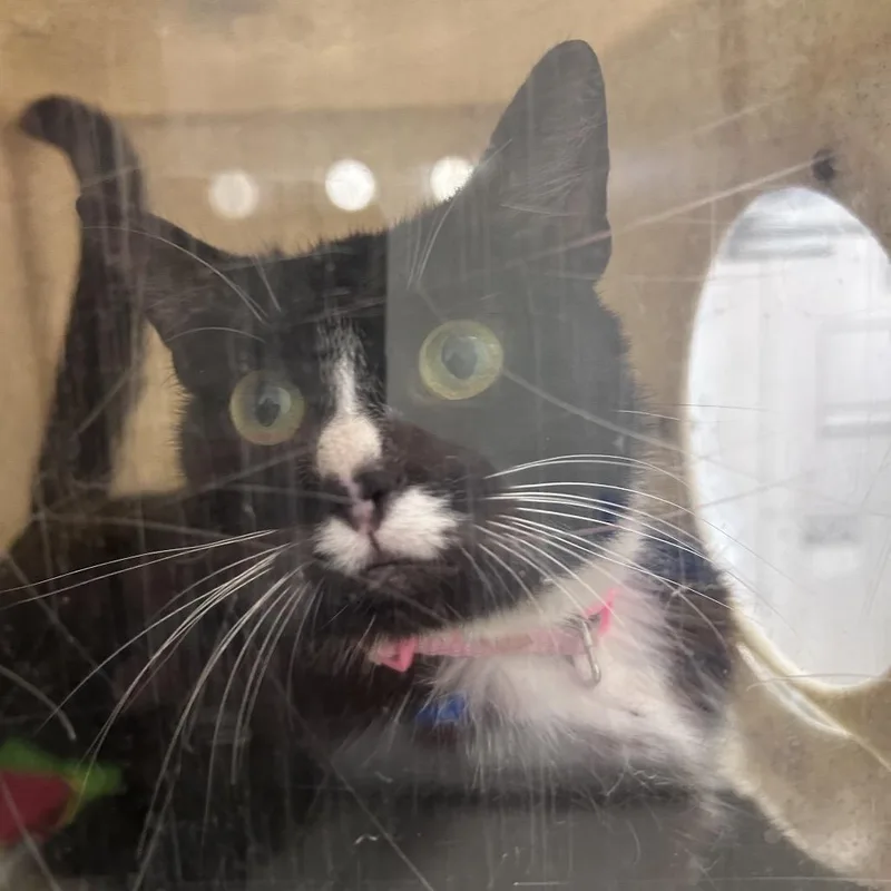 A baby medium-sized female Black Domestic Short Hair cat named Krystalz for adoption in Philadelphia, PA
