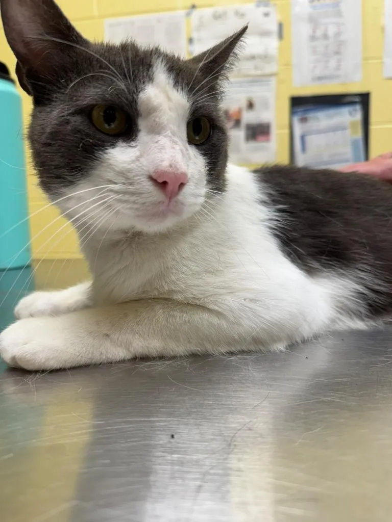 A young medium-sized male Domestic Short Hair cat named Tuna for adoption in Crossville, TN