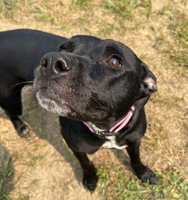Roo