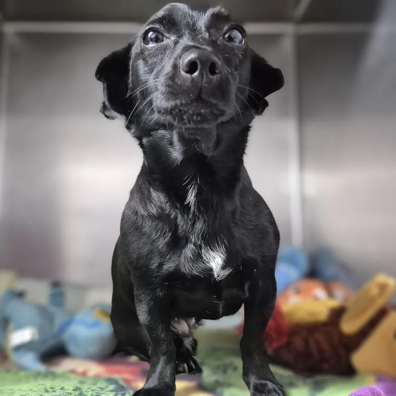 A young small-sized female Black Terrier dog named Kali for adoption in Newark, NJ