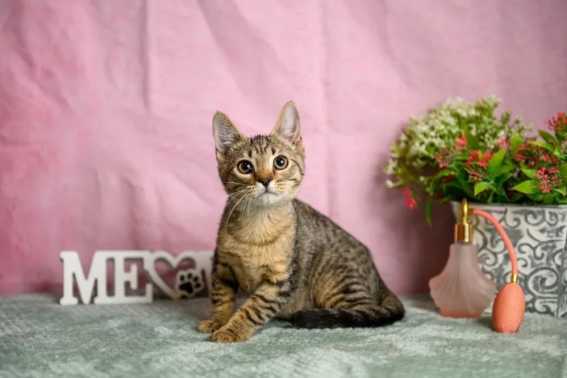 A baby small-sized female Domestic Short Hair cat named Tabitha for adoption in Roanoke, TX