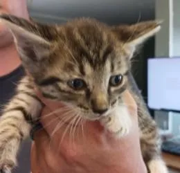 A baby medium-sized male Domestic Short Hair cat named Fable for adoption in West Memphis, AR