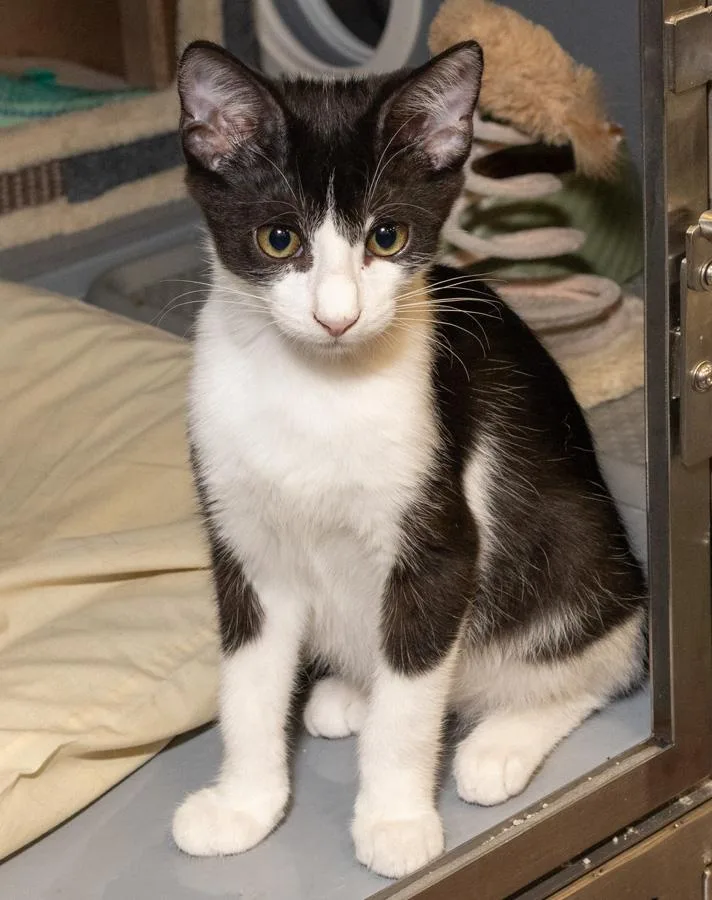 A baby medium-sized male Black & White / Tuxedo Domestic Short Hair cat named Jagger for adoption in Elmwood Park, NJ
