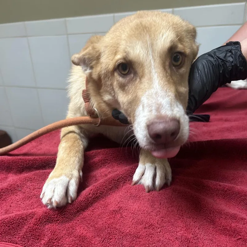 A baby medium-sized male Yellow / Tan / Blond / Fawn Shepherd dog named Friday for adoption in Ojai, CA