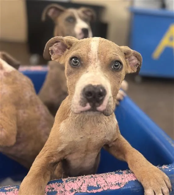 A baby medium-sized male Mixed Breed dog named Jam for adoption in Dallas, TX