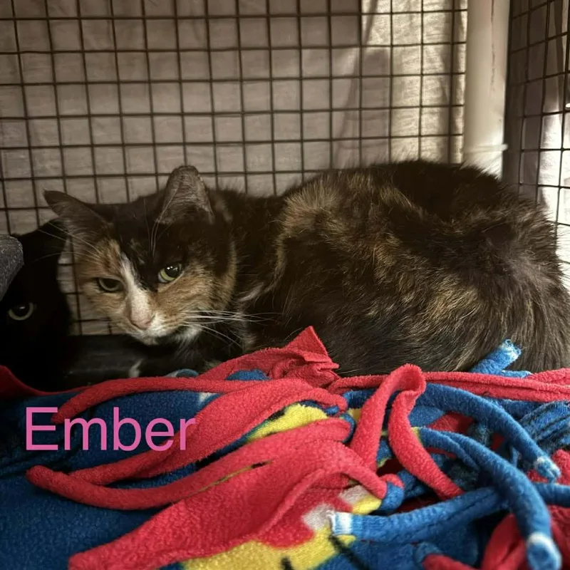 Ember