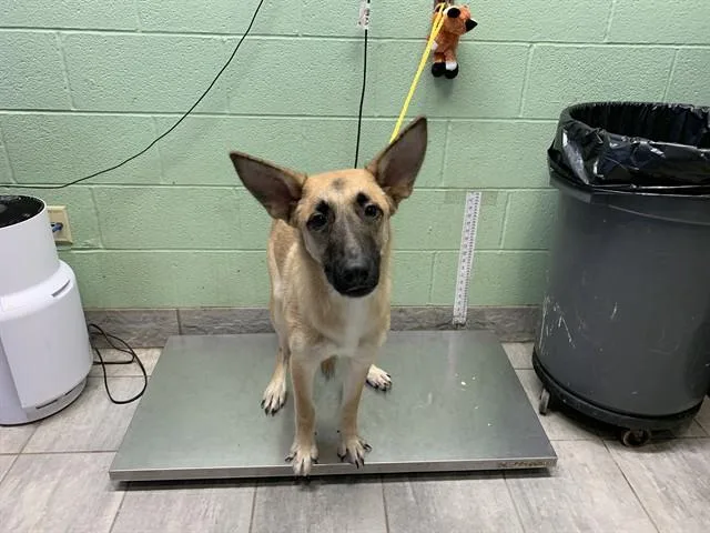 A young large-sized male German Shepherd Dog dog named Carl for adoption in Grand Prairie, TX