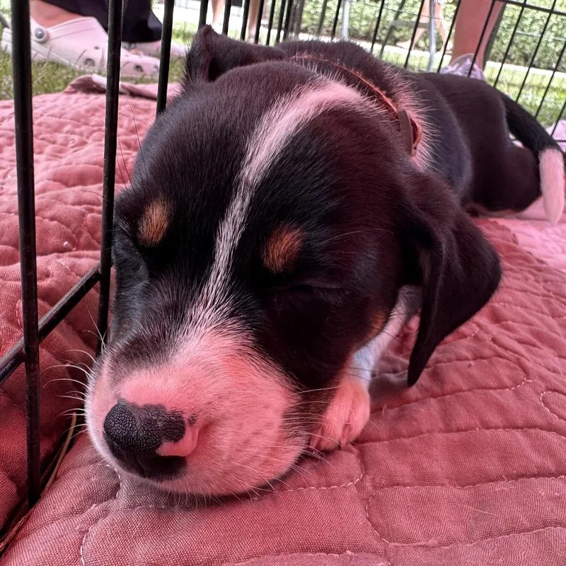 Hershey thumbnail 2