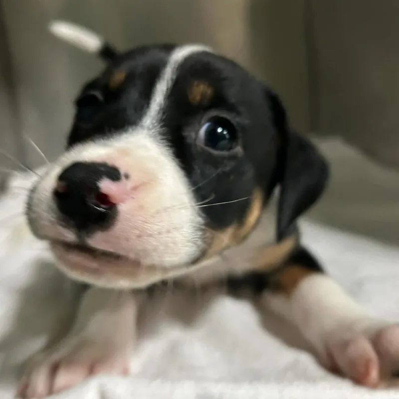Hershey thumbnail 5