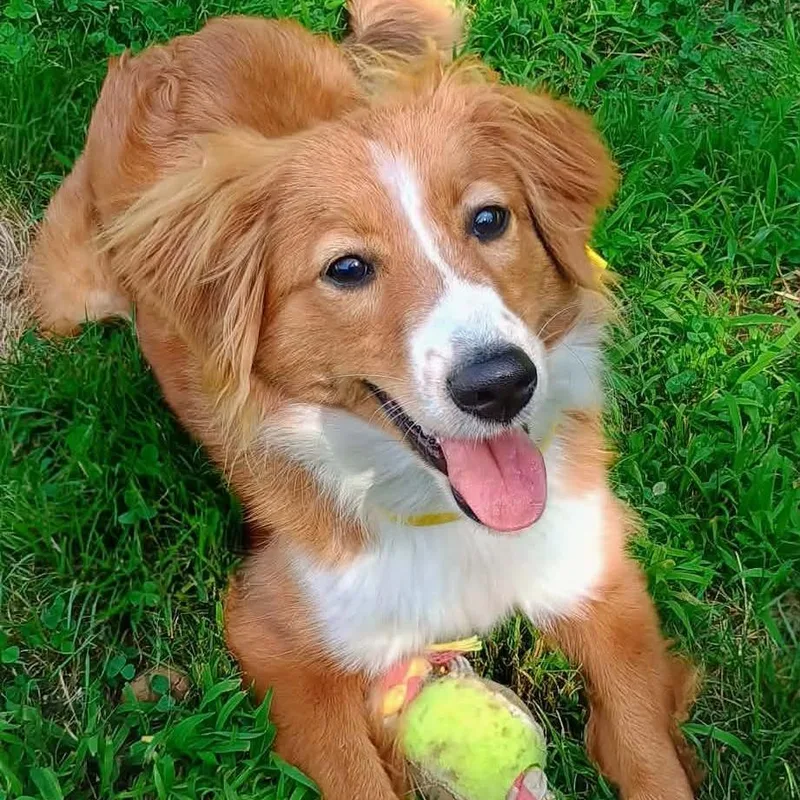A young medium-sized female Red / Chestnut / Orange Australian Shepherd dog named CT Izzy for adoption in Eastford, CT