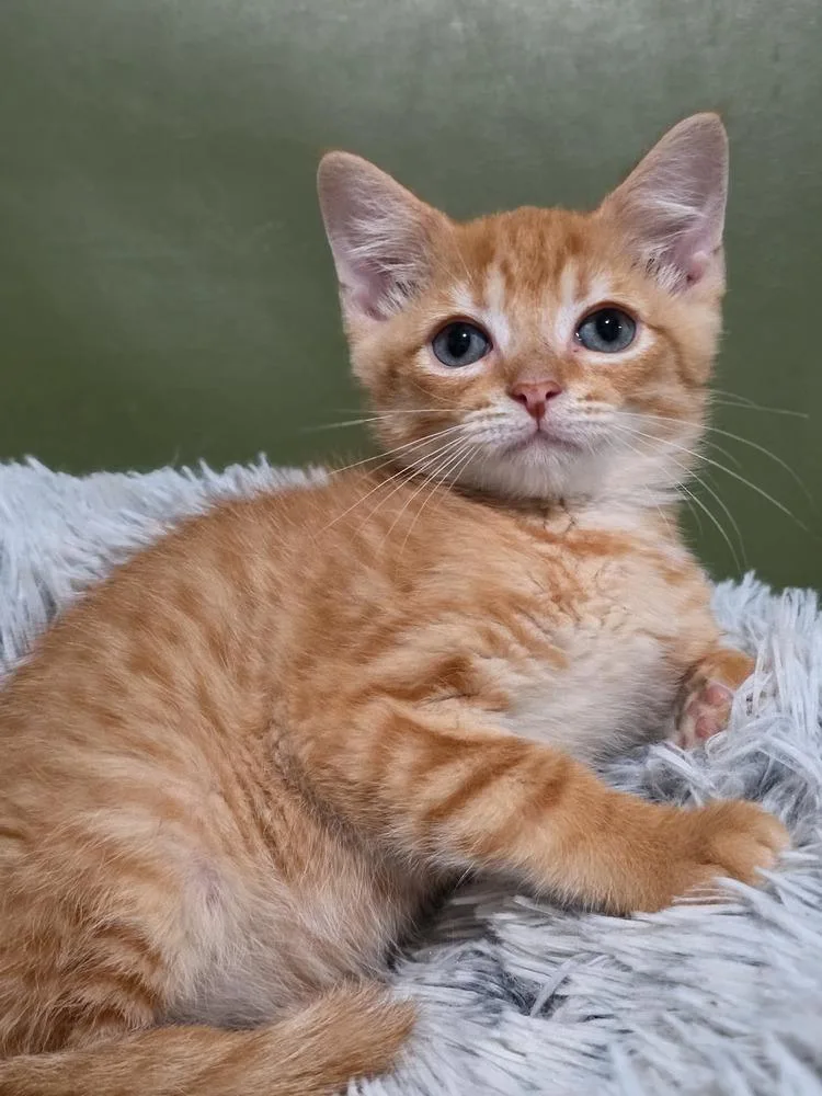 A baby small-sized male Tabby (Orange / Red) Domestic Short Hair cat named Iron Man for adoption in Lewisburg, TN