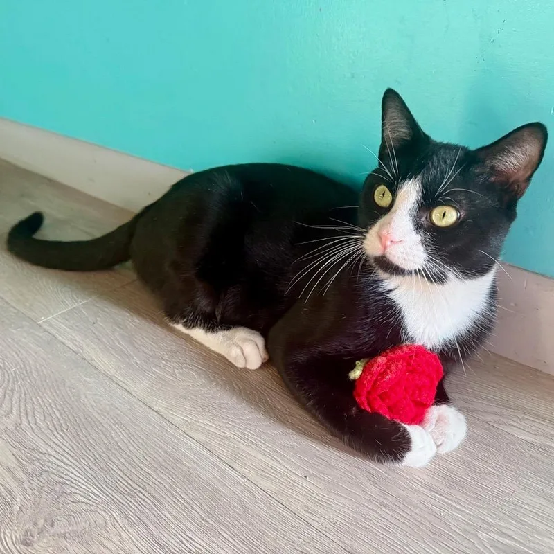 A young medium-sized male Domestic Short Hair cat named Pancho for adoption in New York, NY