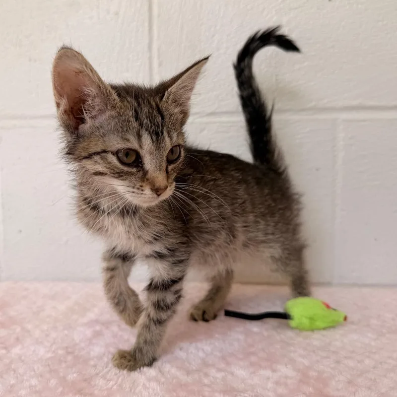 A baby small-sized female Brown / Chocolate Domestic Short Hair cat named Tabitha for adoption in Evensville, TN