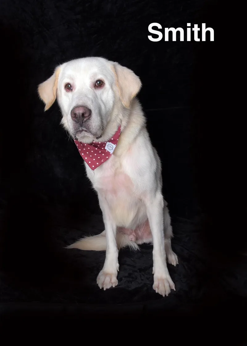 An adult large-sized male White / Cream Great Pyrenees dog named Smith for adoption in Van Nuys, CA