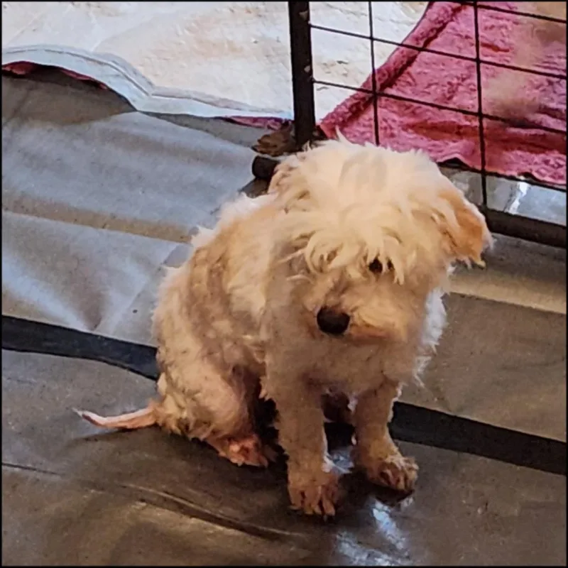 A young small-sized female Poodle dog named May for adoption in Thompson Falls, MT