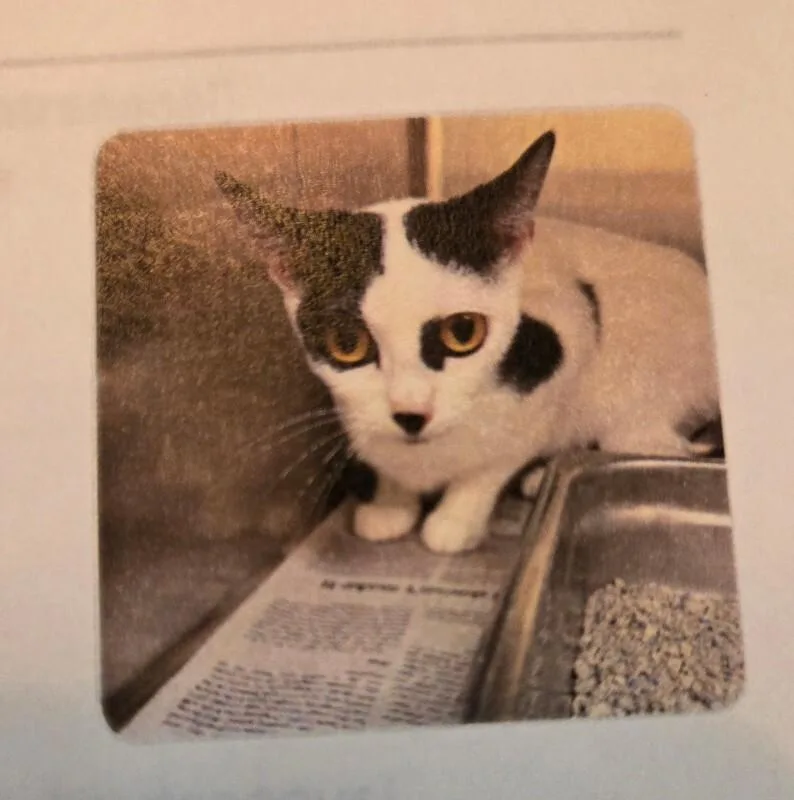 An adult medium-sized female Domestic Short Hair cat named Mercedes for adoption in MOUNT AIRY, NC