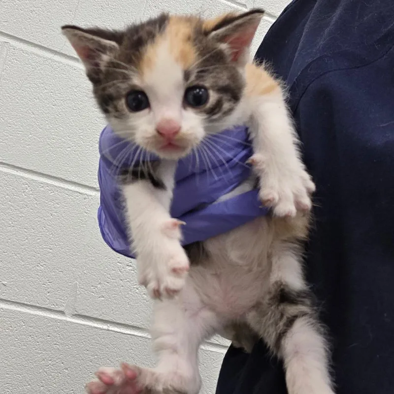 A baby small-sized female Calico Domestic Short Hair cat named Journey for adoption in Chattanooga, TN