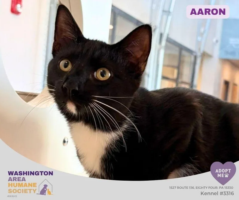 A baby small-sized male Black & White / Tuxedo Domestic Short Hair cat named Aaron for adoption in Eighty Four, PA